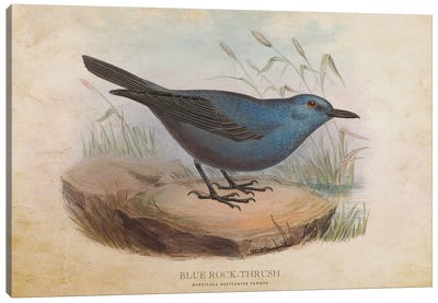 Vintage Blue Rock-Thrush Canvas Art Print