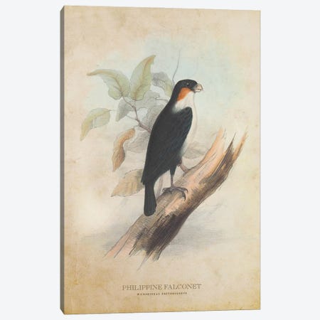 Vintage Philippine Falconet Canvas Print #ADP3430} by Aged Pixel Canvas Artwork