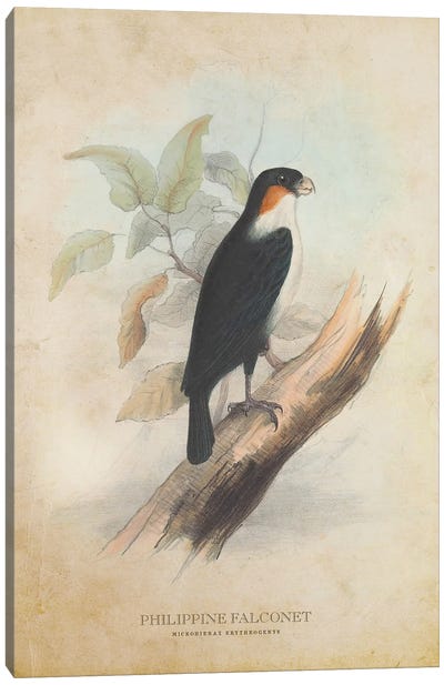Vintage Philippine Falconet Canvas Art Print - Falcons