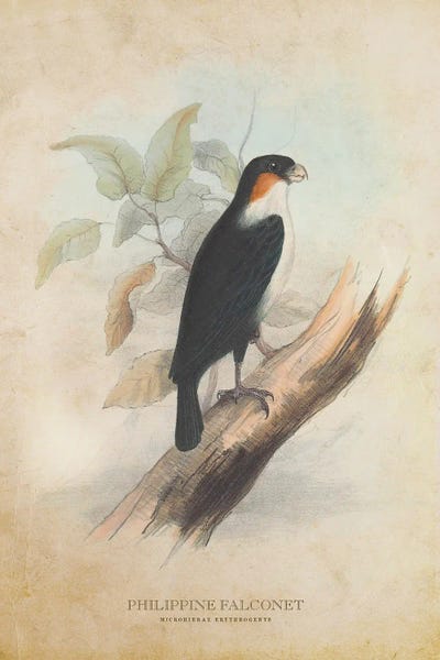 Vintage Animal Illustrations: Vintage Philippine Falconet by Aged Pixel