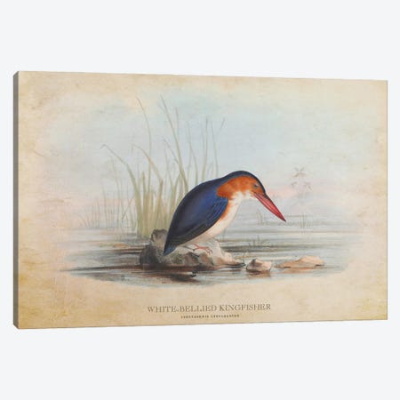 Vintage White-Bellied Kingfisher Canvas Print #ADP3431} by Aged Pixel Canvas Wall Art
