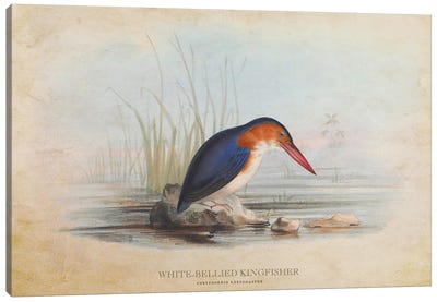 Vintage White-Bellied Kingfisher Canvas Art Print - Kingfisher Art