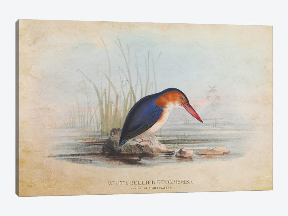 Vintage White-Bellied Kingfisher by Aged Pixel 1-piece Canvas Art Print