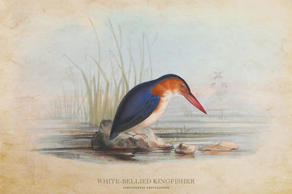 Kingfishers: Vintage White-Bellied Kingfisher by Aged Pixel