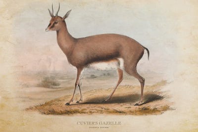 Vintage Cuvier's Gazelle by Aged Pixel canvas print