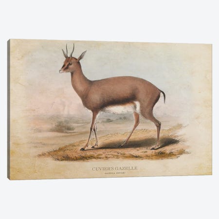 Vintage Cuvier's Gazelle Canvas Print #ADP3432} by Aged Pixel Canvas Wall Art