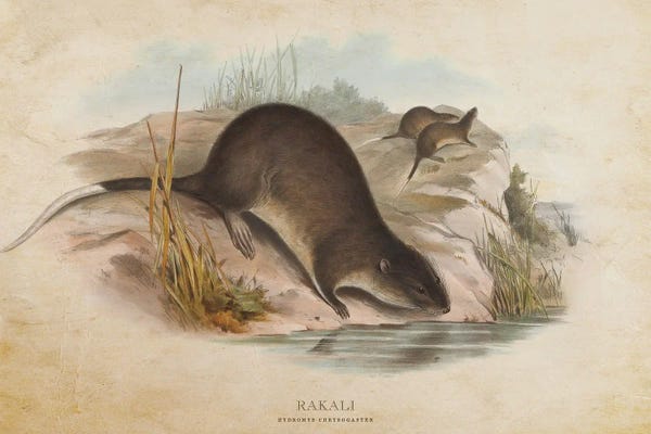 Vintage Animal Illustrations: Vintage Rakali by Aged Pixel