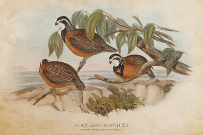 Vintage Northern Bobwhite by Aged Pixel canvas print