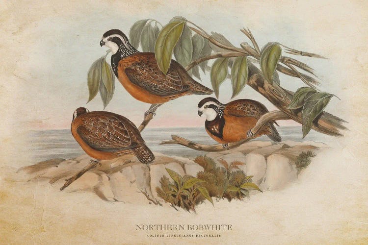 Vintage Northern Bobwhite