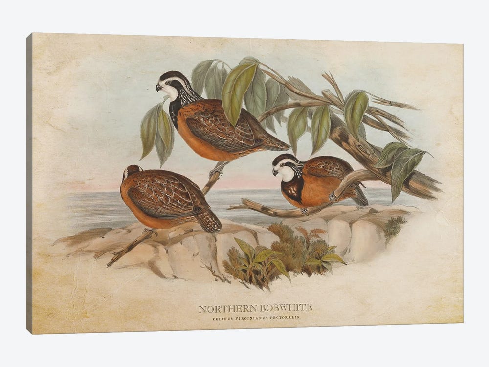 Vintage Northern Bobwhite by Aged Pixel 1-piece Canvas Wall Art