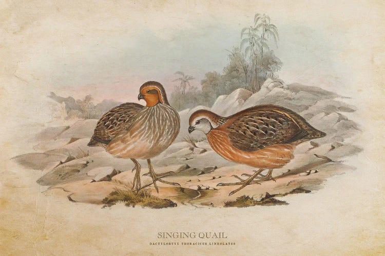 Vintage Singing Quail by Aged Pixel wall art
