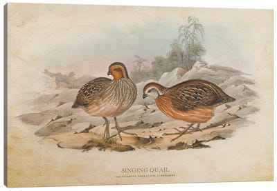 Vintage Singing Quail Canvas Art Print - Animal Illustrations