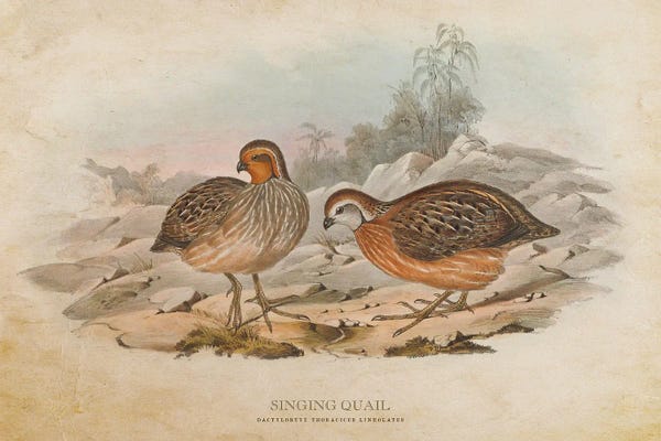 Vintage Animal Illustrations: Vintage Singing Quail by Aged Pixel