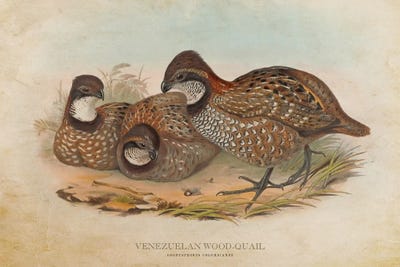 Vintage Venezuelan Wood-Quail by Aged Pixel framed canvas print