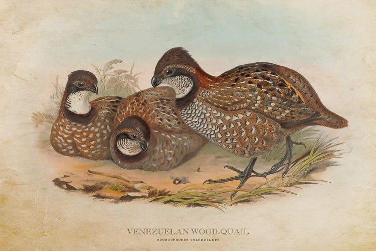 Vintage Venezuelan Wood-Quail