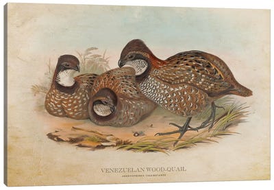 Vintage Venezuelan Wood-Quail Canvas Art Print - Animal Illustrations
