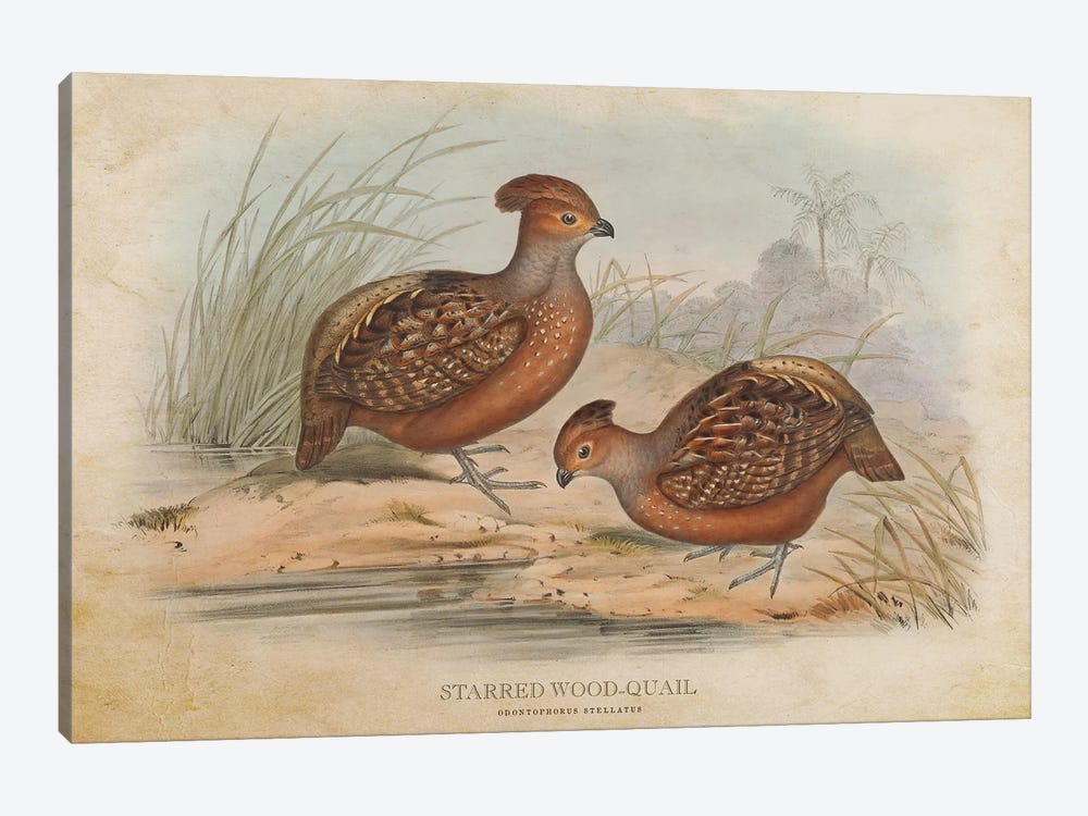 Vintage Starred Wood-Quail by Aged Pixel 1-piece Art Print