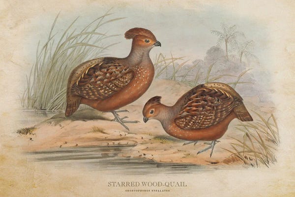 Vintage Animal Illustrations: Vintage Starred Wood-Quail by Aged Pixel