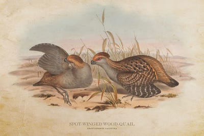 Vintage Spot-Winged Wood Quail by Aged Pixel framed canvas print
