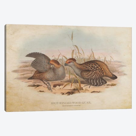 Vintage Spot-Winged Wood Quail Canvas Print #ADP3438} by Aged Pixel Canvas Art