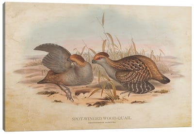 Vintage Spot-Winged Wood Quail Canvas Art Print - Animal Illustrations