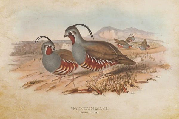 Vintage Animal Illustrations: Vintage Mountain Quail by Aged Pixel