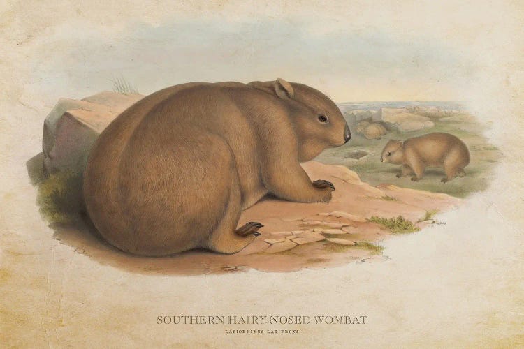 Vintage Southern Hairy-Nosed Wombat