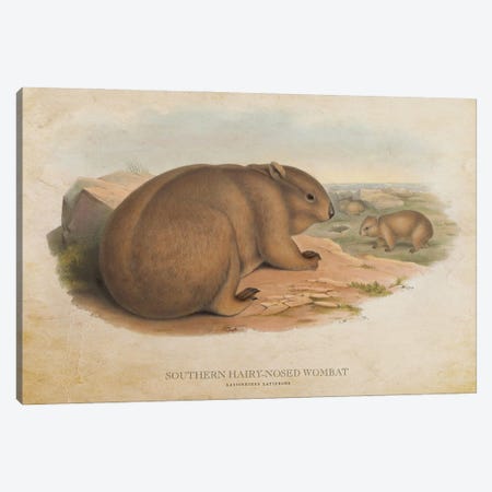 Vintage Southern Hairy-Nosed Wombat Canvas Print #ADP3440} by Aged Pixel Art Print