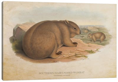 Vintage Southern Hairy-Nosed Wombat Canvas Art Print