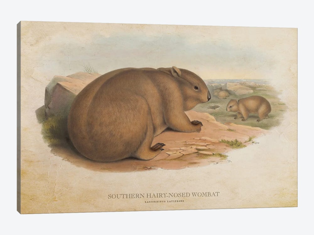 Vintage Southern Hairy-Nosed Wombat by Aged Pixel 1-piece Art Print