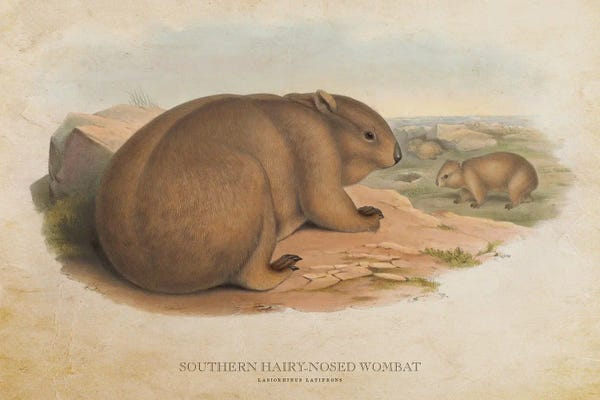 Wombats