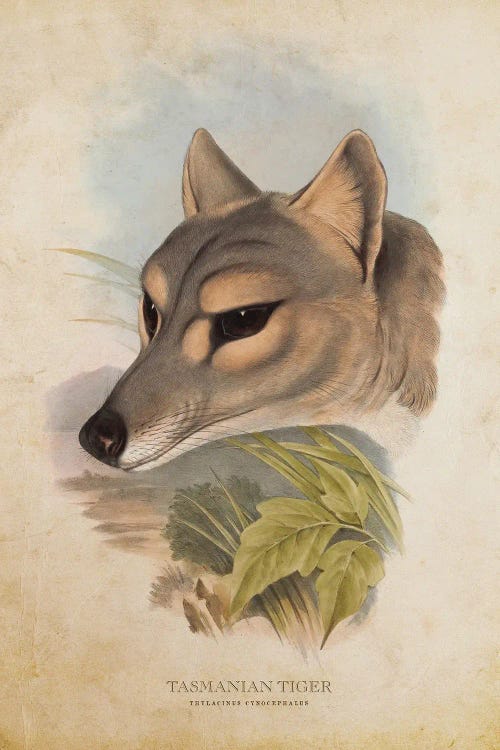 Vintage Tasmanian Tiger Head by Aged Pixel wall art