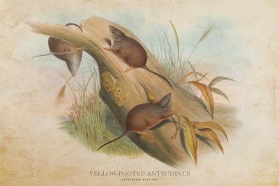 Vintage Yellow-Footed Antechinus by Aged Pixel canvas print