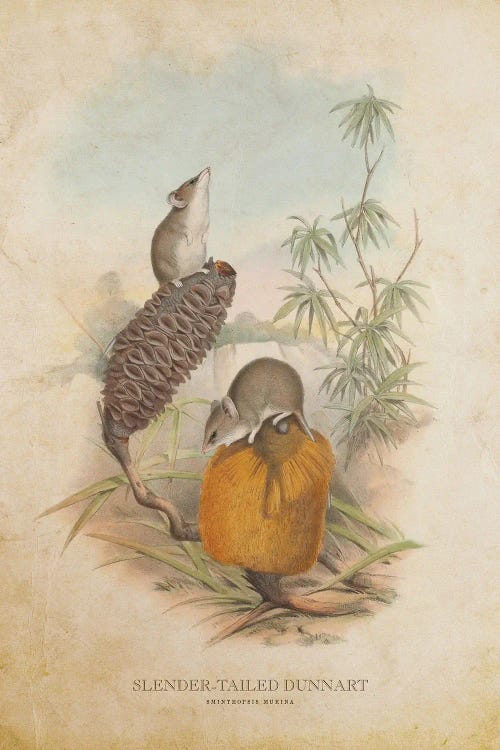 Vintage Slender-Tailed Dunnart by Aged Pixel wall art