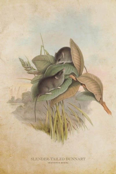 Vintage Slender Tailed Dunnart by Aged Pixel metal wall art