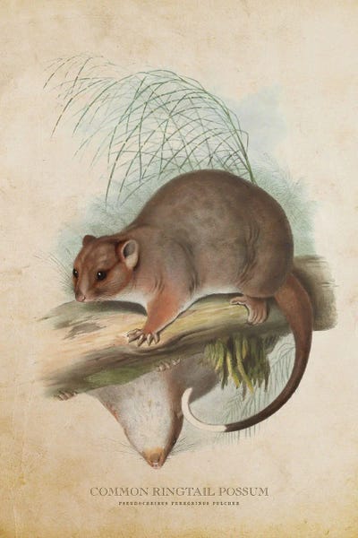 Vintage Common Ringtail Possum by Aged Pixel art print