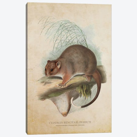 Vintage Common Ringtail Possum Canvas Print #ADP3445} by Aged Pixel Canvas Wall Art