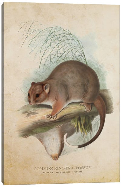 Vintage Common Ringtail Possum Canvas Art Print