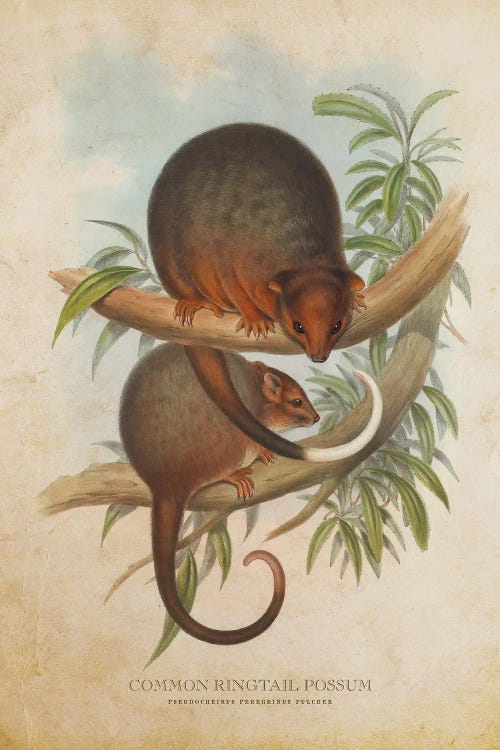 Vintage Common Ringtail Possum by Aged Pixel wall art