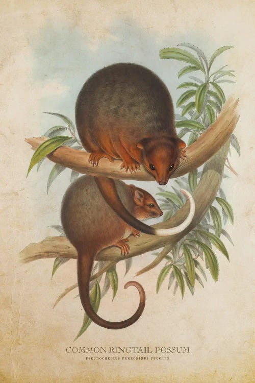 Vintage Common Ringtail Possum