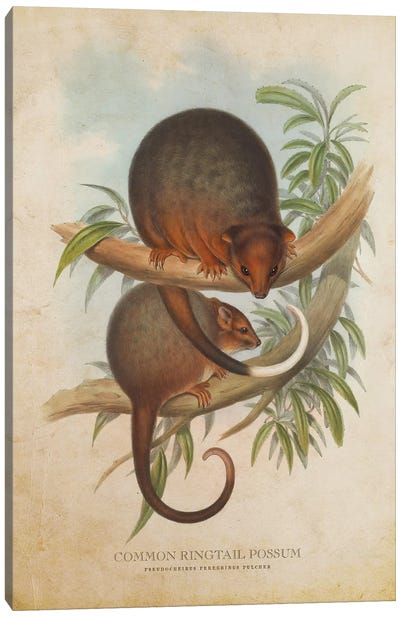 Vintage Common Ringtail Possum Canvas Art Print
