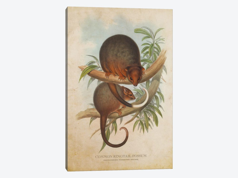 Vintage Common Ringtail Possum by Aged Pixel 1-piece Canvas Print