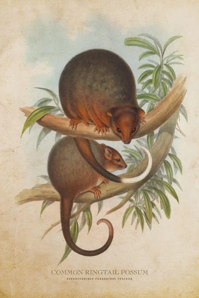 Possums: Vintage Common Ringtail Possum by Aged Pixel