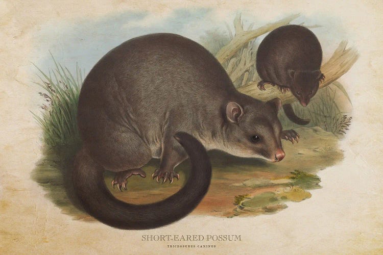 Vintage Short-Eared Possum by Aged Pixel wall art