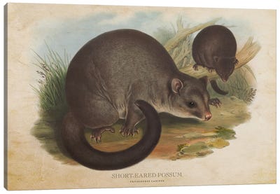 Vintage Short-Eared Possum Canvas Art Print