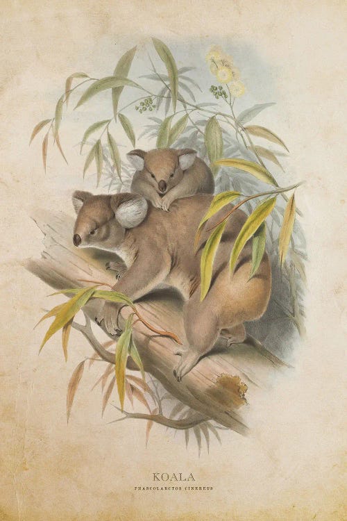Vintage Koala by Aged Pixel wall art
