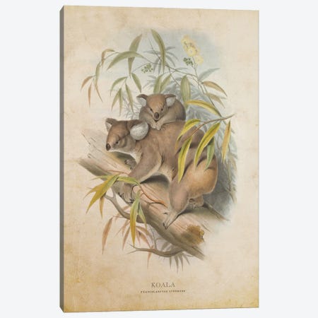 Vintage Koala Canvas Print #ADP3448} by Aged Pixel Art Print