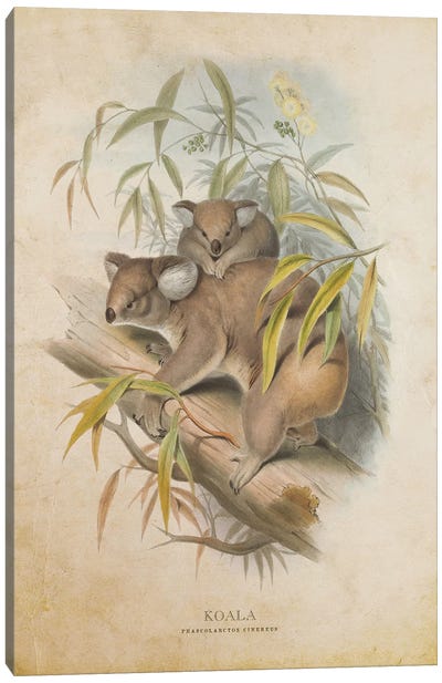 Vintage Koala Canvas Art Print - Koala Art