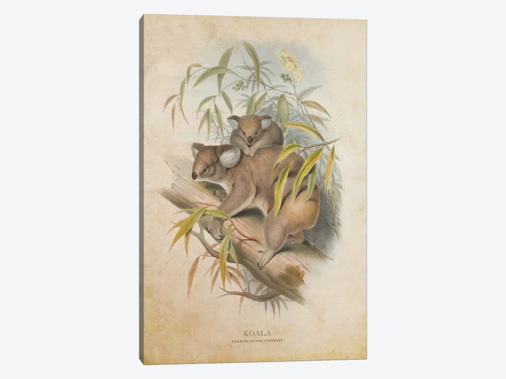 Vintage Koala by Aged Pixel 1-piece Canvas Print