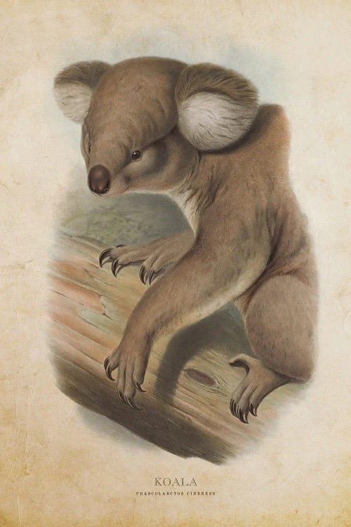 Vintage Koala Phascolarctos Cinereus by Aged Pixel wall art